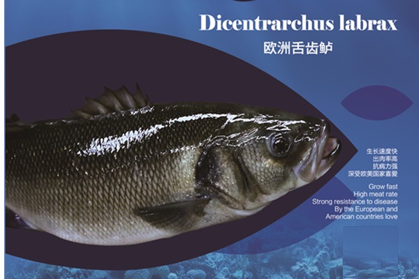 欧洲舌齿鲈